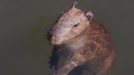 Das-Wasserschwein-Oder-Große-Wasserschwein-(Hydrochoerus-Hydrochaeris)-Ist-Ein-Riesiges-Höhlennagetier,-Das-In-Südamerika-Heimisch-Ist.-Es-Ist-Das-Größte-Lebende-Nagetier-Und-Gehört-Zur-Gattung-Hydrochoerus.